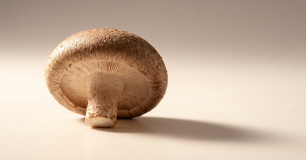 What Is Ergothioneine? The Antioxidant Your Body Built a Door For