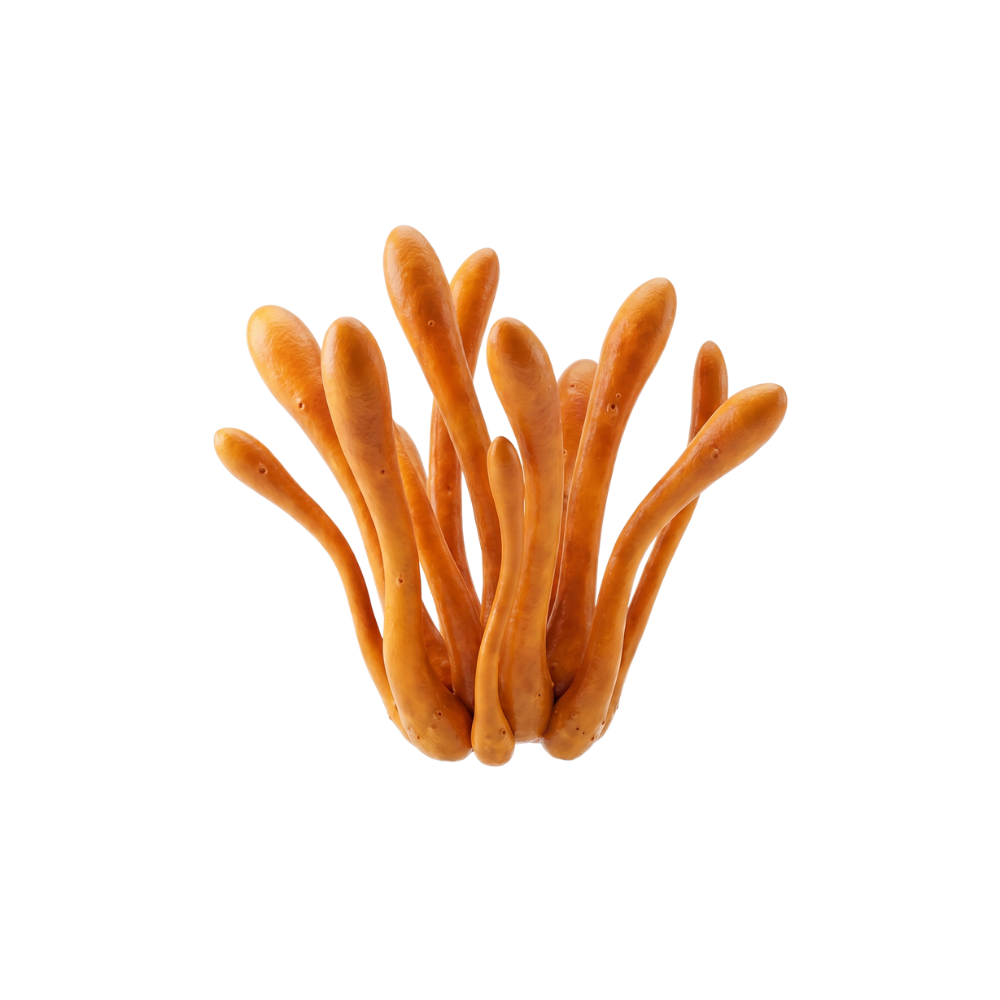 Cordyceps militaris mushroom