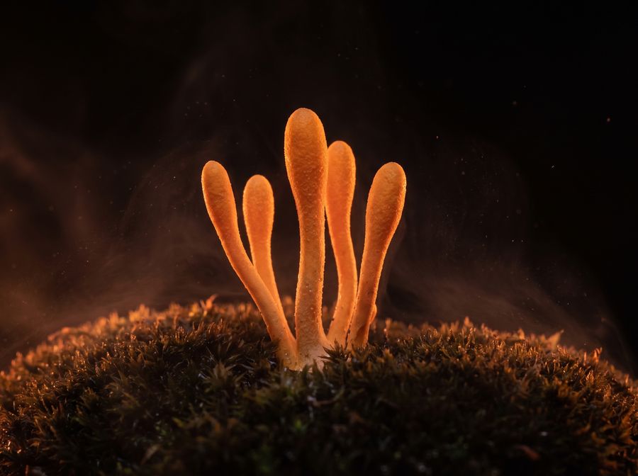 Cordyceps mushrooms