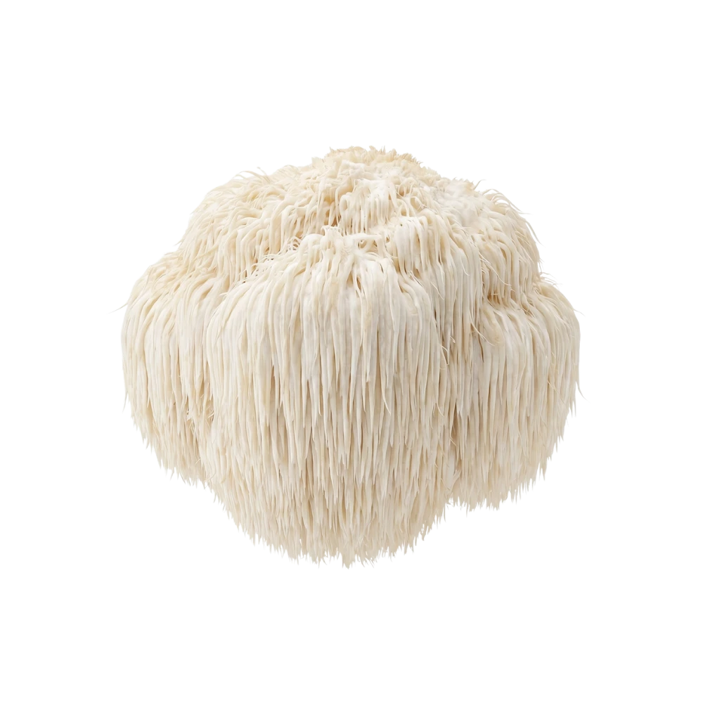 Lion's Mane mushroom