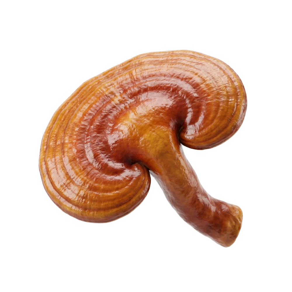 Reishi (Ganoderma lucidum) mushroom